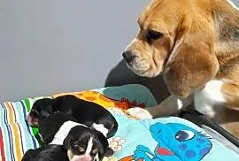 Beagle szczeniaki ZKwP (FCI) elitarne pochodzenie