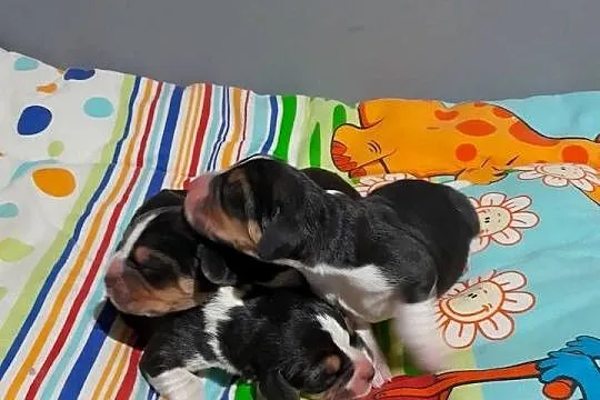 Beagle szczeniaki ZKwP (FCI) elitarne pochodzenie, Śląskie, Żywiec