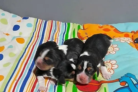 Beagle szczeniaki ZKwP (FCI) elitarne pochodzenie, Śląskie, Żywiec