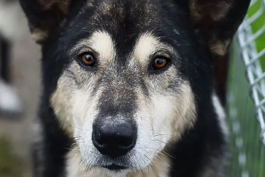 Astor, piękny pies w typie MALAMUTA szuka kochając