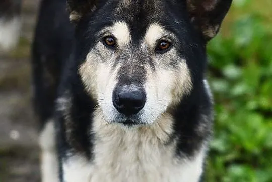 Astor, piękny pies w typie MALAMUTA szuka kochając