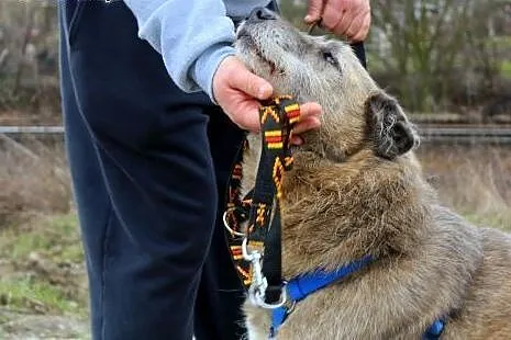 Rolo mimo wieku też chce mieć swój dom,  dolnośląs