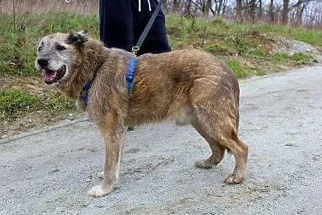 Rolo mimo wieku też chce mieć swój dom,  dolnośląs