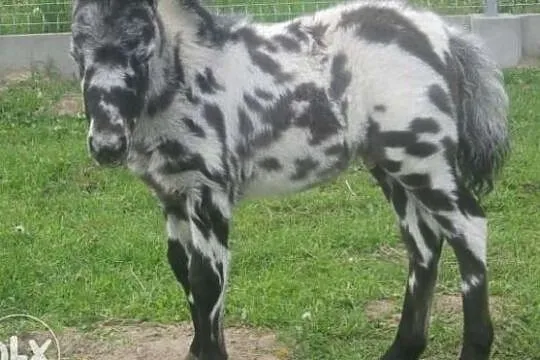Stanówka Polski Kuc Szetl Kropek, , 