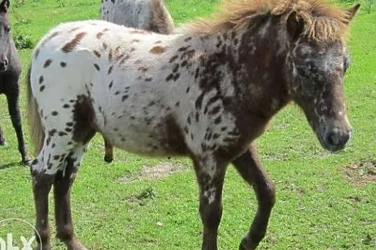 Stanówka Polski Kuc Szetl Kropek, , 