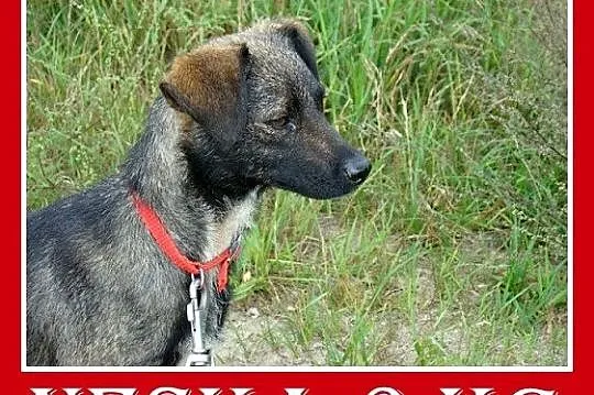 Łagodna,przyjazna,rezolutna,mała 6 kg sunia NESCA_Adopcja