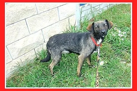 Łagodna,przyjazna,rezolutna,mała 6 kg sunia NESCA_