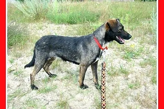 Łagodna,przyjazna,rezolutna,mała 6 kg sunia NESCA_