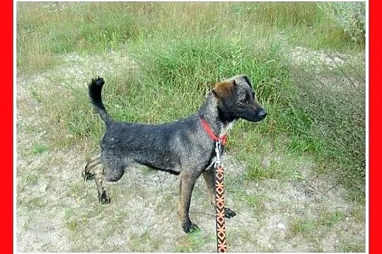Łagodna,przyjazna,rezolutna,mała 6 kg sunia NESCA_
