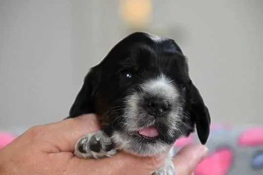 Cocker Spaniel Angielski - szczenięta FCI