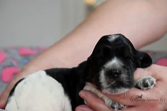 Cocker Spaniel Angielski - szczenięta FCI, Małopolskie, Nowy Sącz