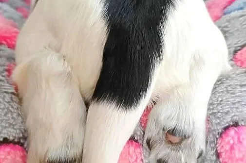 Cocker Spaniel Angielski - szczenięta FCI, Małopolskie, Nowy Sącz