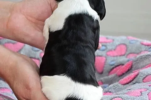Cocker Spaniel Angielski - szczenięta FCI, Małopolskie, Nowy Sącz