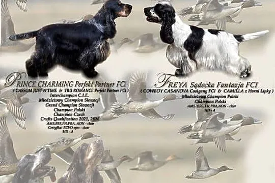 Cocker Spaniel Angielski - szczenięta FCI, Małopolskie, Nowy Sącz