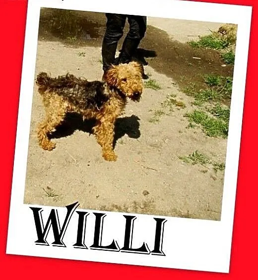 Welsh terrier,młody,aktywny,łagodny,wesoły piesek