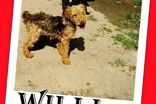 Welsh terrier,młody,aktywny,łagodny,wesoły piesek 