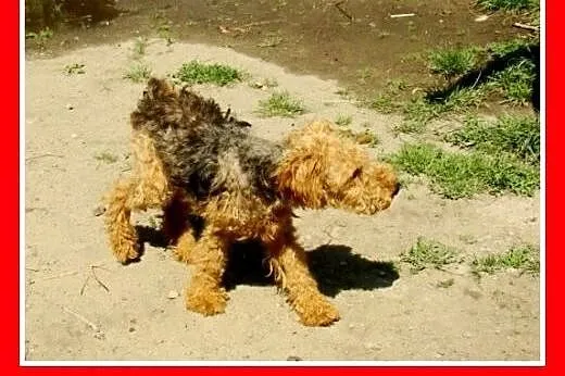 Welsh terrier,młody,aktywny,łagodny,wesoły piesek 