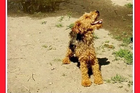 Welsh terrier,młody,aktywny,łagodny,wesoły piesek 
