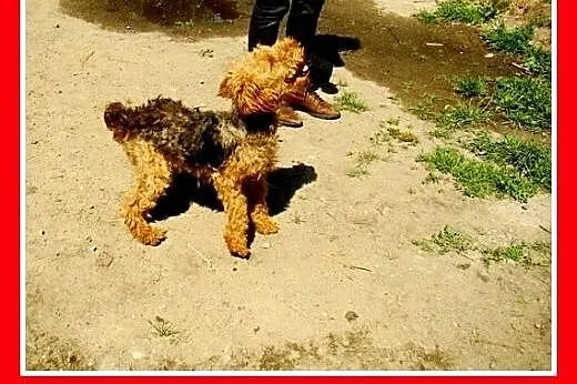 Welsh terrier,młody,aktywny,łagodny,wesoły piesek 