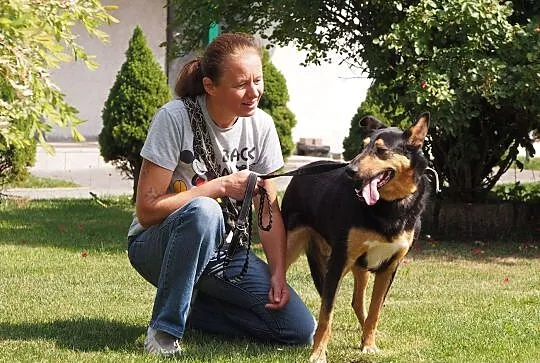 Dali-piękny pies w typie owczarka collie krótkowło, Kłomnice