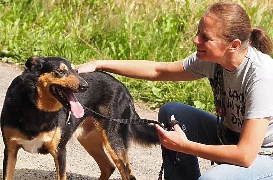 Dali-piękny pies w typie owczarka collie krótkowło, Kłomnice