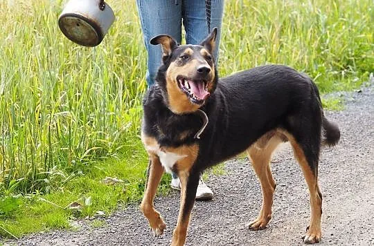 Dali-piękny pies w typie owczarka collie krótkowło, Kłomnice