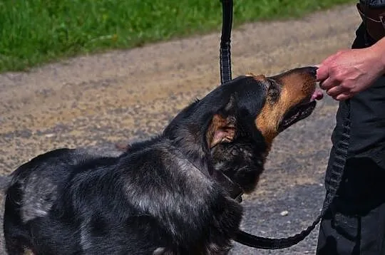 Dali-piękny pies w typie owczarka collie krótkowło, Kłomnice