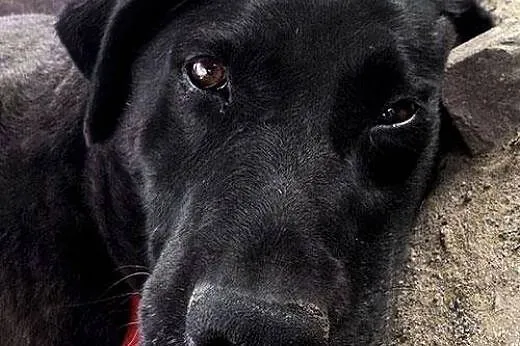 Zjawiskowa Jagoda - LABRADORKA do pokochania,  Kundelki cała Polska