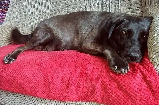 Zjawiskowa Jagoda - LABRADORKA do pokochania,  Kun
