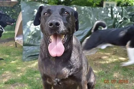 Zjawiskowa Jagoda - LABRADORKA do pokochania,  Kun