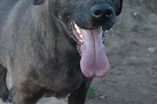 Zjawiskowa Jagoda - LABRADORKA do pokochania,  Kun