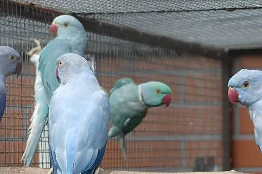 Aleksandretta obrożna - młode 2026, Mazowieckie, Mława