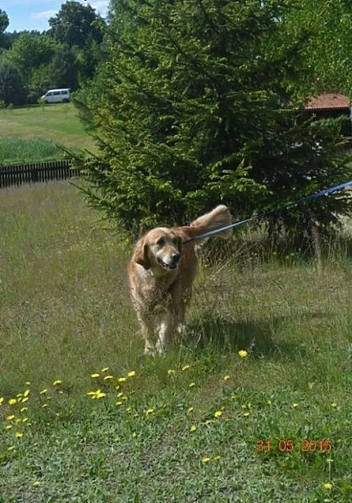 Golden Retriever FIONA - do adopcji, warmińsko-ma