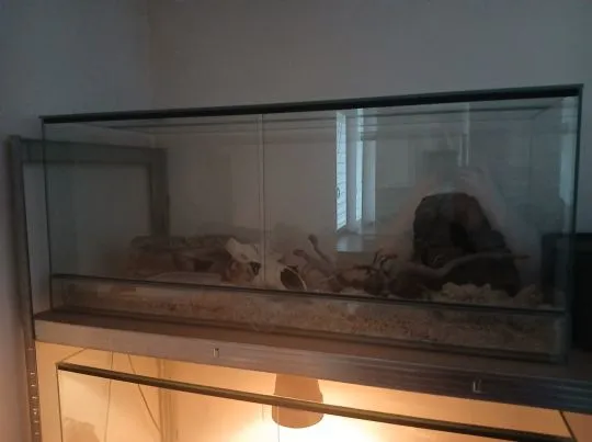 [Warszawa] Sprzedam węża zbożowego (tessera) z terrarium 120/50/50, , Piaseczno