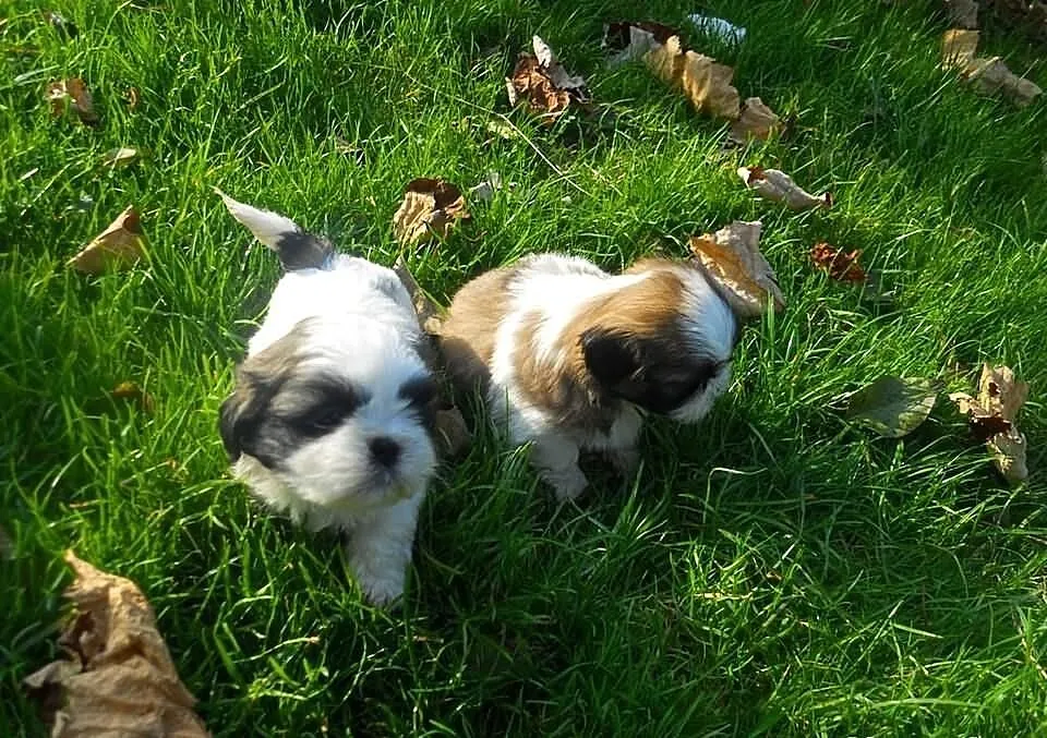 Piesek suczka shih tzu pewne z metryka