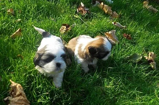Piesek suczka shih tzu pewne z metryka