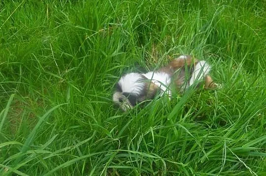 Piesek suczka shih tzu pewne z metryka