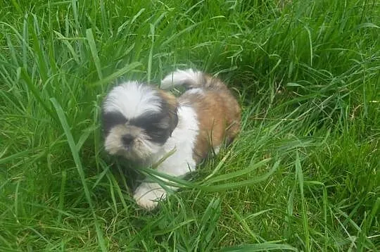 Piesek suczka shih tzu pewne z metryka