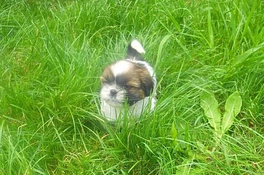 Piesek suczka shih tzu pewne z metryka