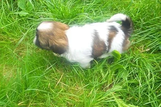 Piesek suczka shih tzu pewne z metryka