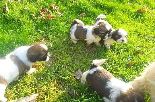 Piesek suczka shih tzu pewne z metryka