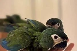 Ara marakana ręcznie karmiona oswojona młoda