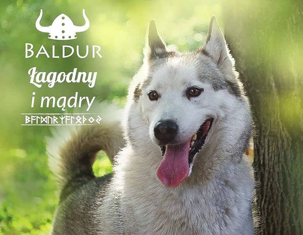 Łagodny, grzeczny husky Baldur szuka domu
