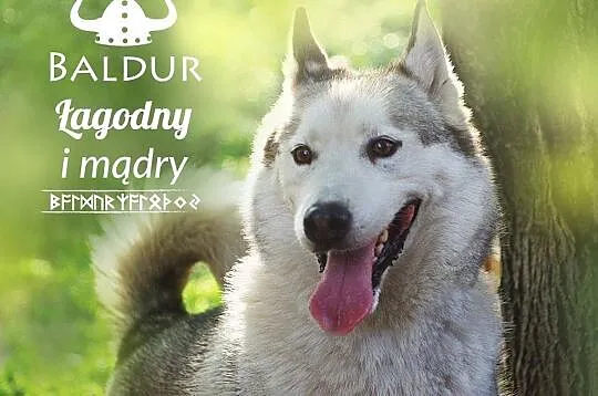 Łagodny, grzeczny husky Baldur szuka domu
