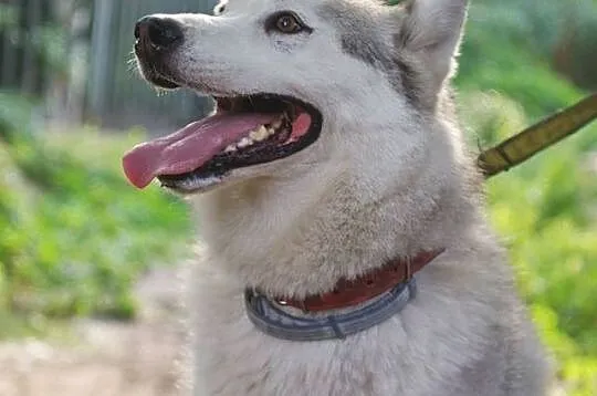 Łagodny, grzeczny husky Baldur szuka domu