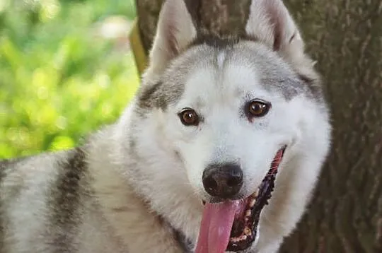 Łagodny, grzeczny husky Baldur szuka domu