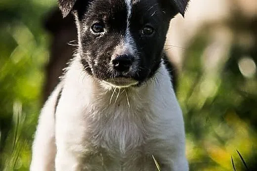 EFI  -SŁODKA    trikolorka - 7tyg. szczeniak do PILNEJ ADOPCJI,  mazowieckie Warszawa