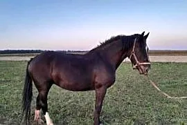 Klacz kara
