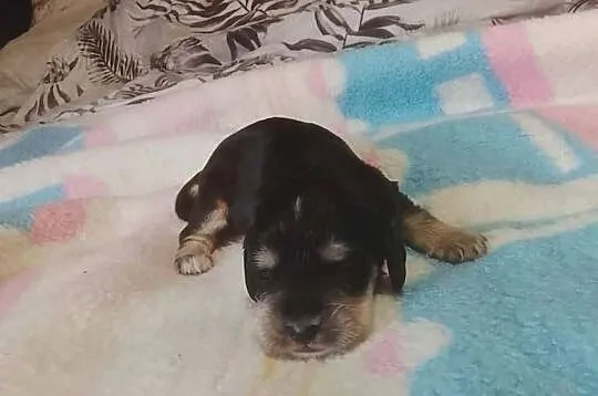 Cocker Spaniel Angielski Suczka