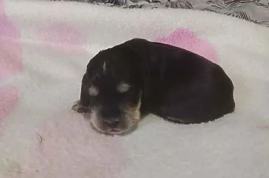 Cocker Spaniel Angielski Suczka, Wielkopolskie, Jutrosin